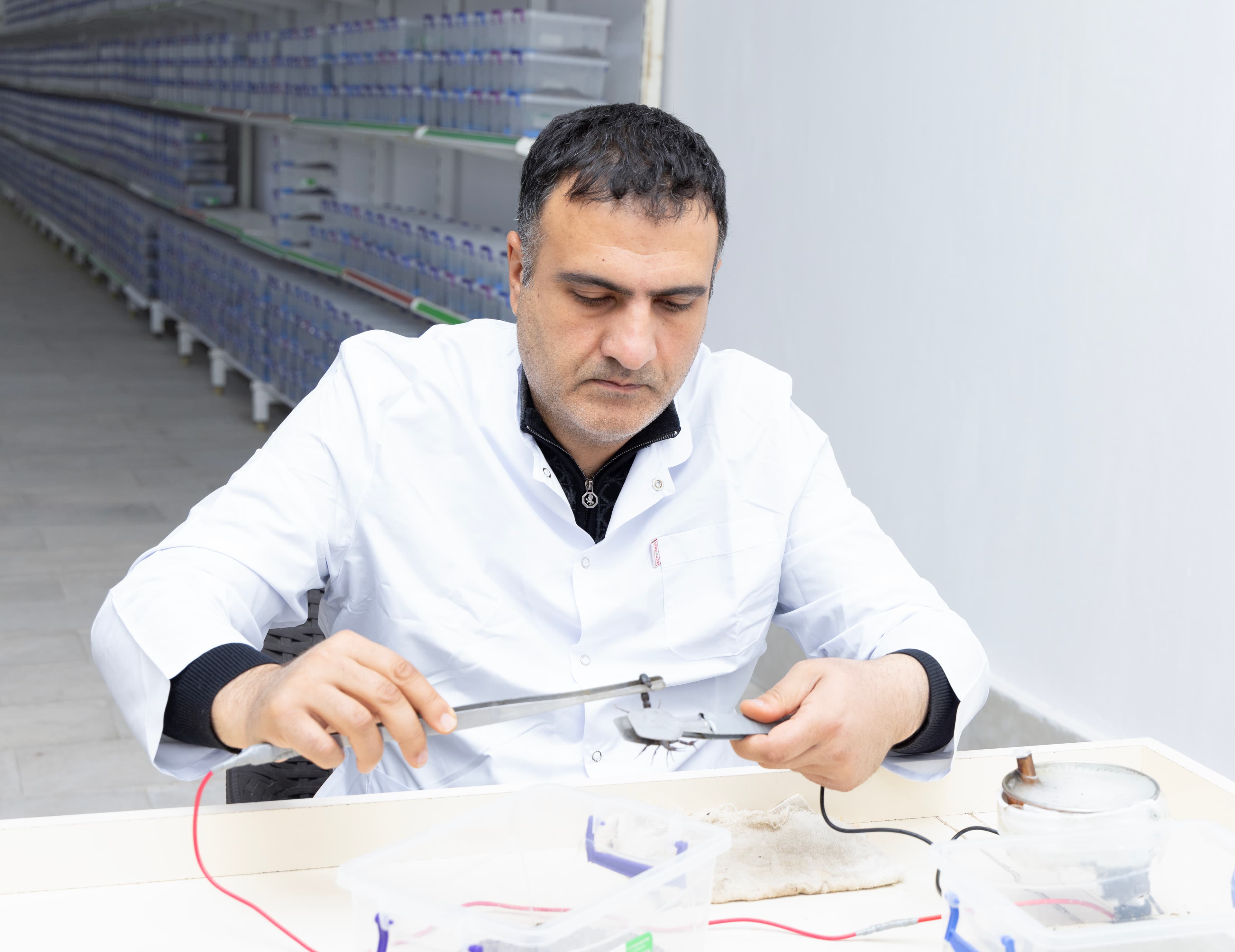 Əqrəb sağımı