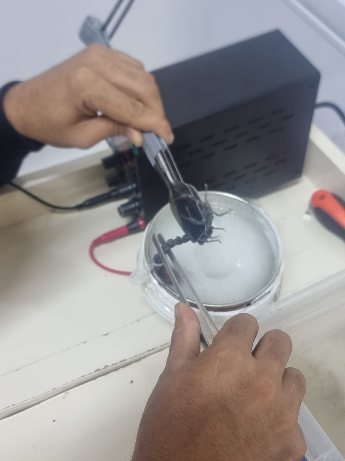Azərbaycanın premium əqrəb zəhəri təsərrüfatı